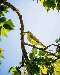 Attēlu rezultāti vaicājumam “Oriolus oriolus female”