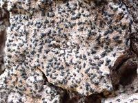 Attēlu rezultāti vaicājumam “Alyxoria varia”