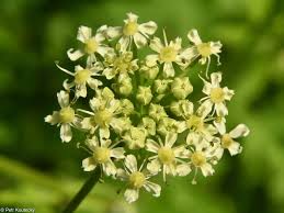 Image result for Heracleum sphondylium