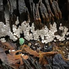 Attēlu rezultāti vaicājumam “Diderma testaceum spores”