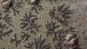 Attēlu rezultāti vaicājumam “Phaeographis dendritica”