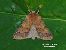 Attēlu rezultāti vaicājumam “Agrochola helvola imago”