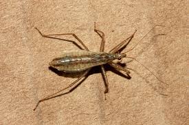 Attēlu rezultāti vaicājumam “Nabis limbatus”