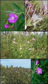 Attēlu rezultāti vaicājumam “Epilobium hirsutum leaf”