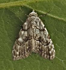 Attēlu rezultāti vaicājumam “Nola confusalis”