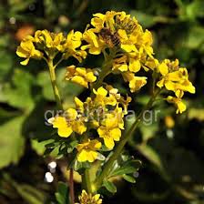 Attēlu rezultāti vaicājumam “Barbarea vulgaris subsp. arcuata flower”