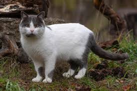 Attēlu rezultāti vaicājumam “Felis silvestris catus”