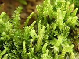 Attēlu rezultāti vaicājumam “Barbilophozia attenuata”