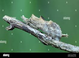 Attēlu rezultāti vaicājumam “Pterostoma palpina”