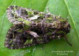 Attēlu rezultāti vaicājumam “Trachea atriplicis”