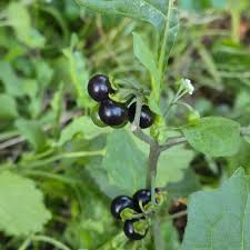 Attēlu rezultāti vaicājumam “Solanum nigrum”