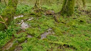 Attēlu rezultāti vaicājumam “Palustriella commutata sporophyte”