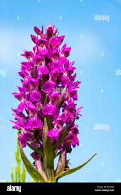 Attēlu rezultāti vaicājumam “Orchis mascula bud”