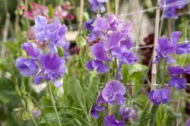 Image result for Lathyrus odoratus