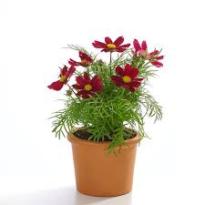 Image result for Schmuckkörbchen