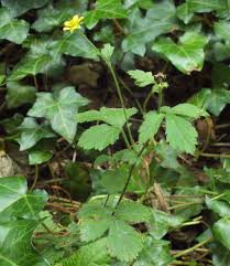 Image result for Geum urbanum