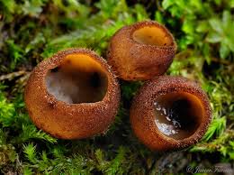 Attēlu rezultāti vaicājumam “Humaria hemisphaerica”