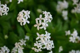 Image result for Galium odoratum