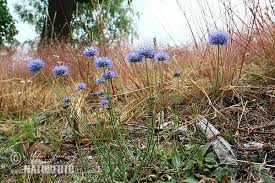 Attēlu rezultāti vaicājumam “Jasione montana”