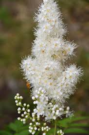 Attēlu rezultāti vaicājumam “Sorbaria sorbifolia flower”