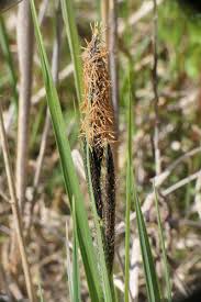 Attēlu rezultāti vaicājumam “Carex acutiformis leaf”
