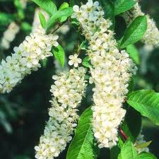 Attēlu rezultāti vaicājumam “Prunus padus var. roseiflora flower”