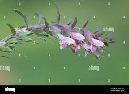 Attēlu rezultāti vaicājumam “Odontites vulgaris flower”