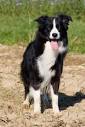 Breed of the week: the busy Border Collie | Tails Of The City | an ...