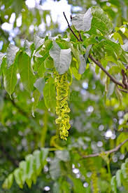 Attēlu rezultāti vaicājumam “Pterocarya fraxinifolia leaf”