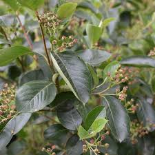 Attēlu rezultāti vaicājumam “Aronia melanocarpa”