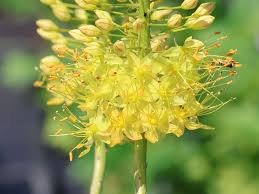 Image result for Steppenkerze