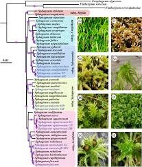 Attēlu rezultāti vaicājumam “Sphagnum contortum”