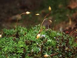 Attēlu rezultāti vaicājumam “Pogonatum dentatum”