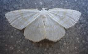 Attēlu rezultāti vaicājumam “Cabera exanthemata”