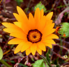 Image result for Dimorphotheca sinuata