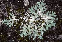 Attēlu rezultāti vaicājumam “Parmelia sulcata”