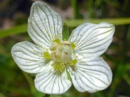 Attēlu rezultāti vaicājumam “Parnassia palustris”