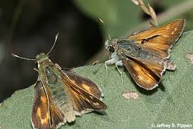 Attēlu rezultāti vaicājumam “Hesperia comma male”