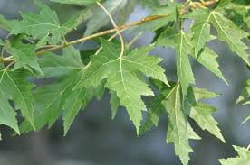 Attēlu rezultāti vaicājumam “Acer saccharinum leaf”