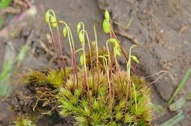 Attēlu rezultāti vaicājumam “Bryum caespiticium sporophyte”