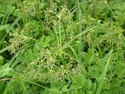 Attēlu rezultāti vaicājumam “Scirpus sylvaticus”