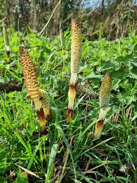 Attēlu rezultāti vaicājumam “Equisetum arvense”