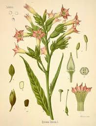 Attēlu rezultāti vaicājumam “Nicotiana tabacum”