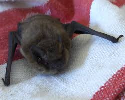 Attēlu rezultāti vaicājumam “Pipistrellus pygmaeus”
