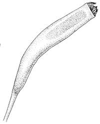 Attēlu rezultāti vaicājumam “Pohlia elongata”