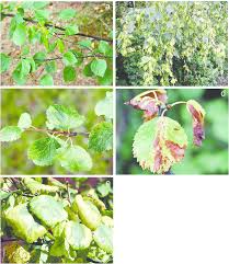 Attēlu rezultāti vaicājumam “Betula pubescens leaf”