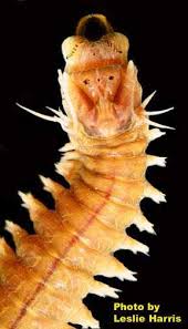 Attēlu rezultāti vaicājumam “Succinea”