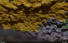 Attēlu rezultāti vaicājumam “Badhamia capsulifera spores”