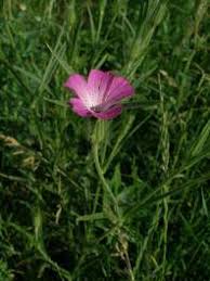 Image result for Kornrade