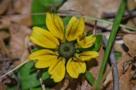 Attēlu rezultāti vaicājumam “Rudbeckia hirta var. pulcherrima”